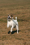 playing Jack Russell Terrier