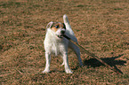 gnawing Jack Russell Terrier