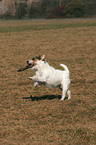 playing Jack Russell Terrier