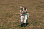 playing Jack Russell Terrier