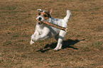 playing Jack Russell Terrier