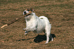 playing Jack Russell Terrier