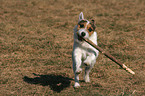 playing Jack Russell Terrier