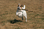 playing Jack Russell Terrier