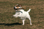 playing Jack Russell Terrier