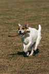 playing Jack Russell Terrier