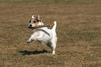 playing Jack Russell Terrier