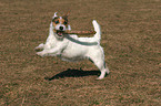 playing Jack Russell Terrier