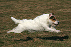 running Jack Russell Terrier