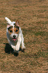 running Jack Russell Terrier