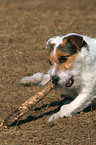 gnawing Jack Russell Terrier