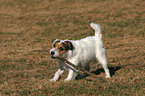 standing Jack Russell Terrier