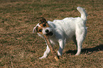 standing Jack Russell Terrier