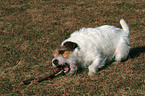 lying Jack Russell Terrier