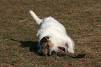 gnawing Jack Russell Terrier