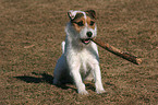 sitting Jack Russell Terrier