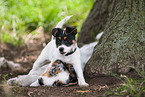 2 Puppies
