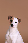 Jack Russell Terrier Portrait