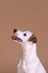 Jack Russell Terrier Portrait