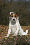 standing Jack Russell Terrier