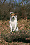 standing Jack Russell Terrier