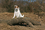 standing Jack Russell Terrier
