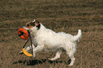 playing Jack Russell Terrier