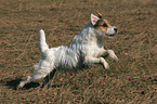 running Jack Russell Terrier