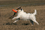 playing Jack Russell Terrier