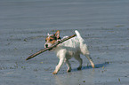 playing Jack Russell Terrier