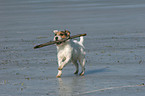 playing Jack Russell Terrier