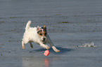 playing Jack Russell Terrier