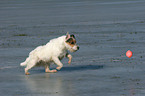 playing Jack Russell Terrier