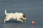 playing Jack Russell Terrier