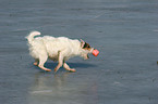 playing Jack Russell Terrier