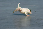 running Jack Russell Terrier