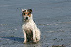 sitting Jack Russell Terrier