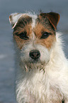 Jack Russell Terrier Portrait