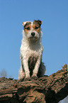sitting Jack Russell Terrier