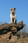 sitting Jack Russell Terrier