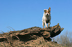 standing Jack Russell Terrier