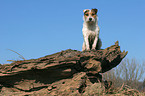 sitting Jack Russell Terrier