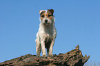 standing Jack Russell Terrier
