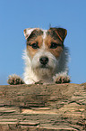 Jack Russell Terrier Portrait
