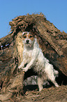 standing Jack Russell Terrier