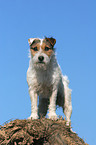 standing Jack Russell Terrier