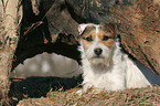 lying Jack Russell Terrier