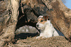 lying Jack Russell Terrier
