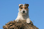 lying Jack Russell Terrier