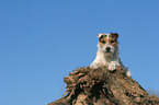 lying Jack Russell Terrier